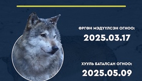 Амьтны тухай хуульд нэмэлт оруулах тухай хуулиар иргэн зайлшгүй шаардлагаар саарал чоно агнасан бол хуулийн хариуцлага хүлээхгүй